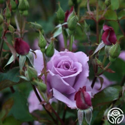 Mme Violet -HEIRLOOM ROSES Sales mme violet 4 1