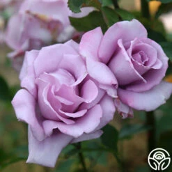 Mme Violet -HEIRLOOM ROSES Sales mme violet 6 1