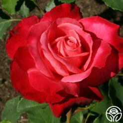 Mon Cheri™ -HEIRLOOM ROSES Sales mon cheri 1 7