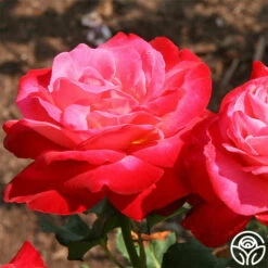 Mon Cheri™ -HEIRLOOM ROSES Sales mon cheri 21