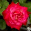 Mon Cheri™ -HEIRLOOM ROSES Sales mon cheri 3 8
