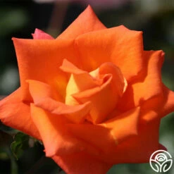 Monica® -HEIRLOOM ROSES Sales monica 3 1