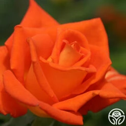 Monica® -HEIRLOOM ROSES Sales monica 5