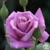 Moon Shadow™ -HEIRLOOM ROSES Sales moon shadow 1 1 7