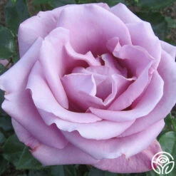 Moon Shadow™ 7 Moon Shadow™ -HEIRLOOM ROSES Sales moon shadow 2 7