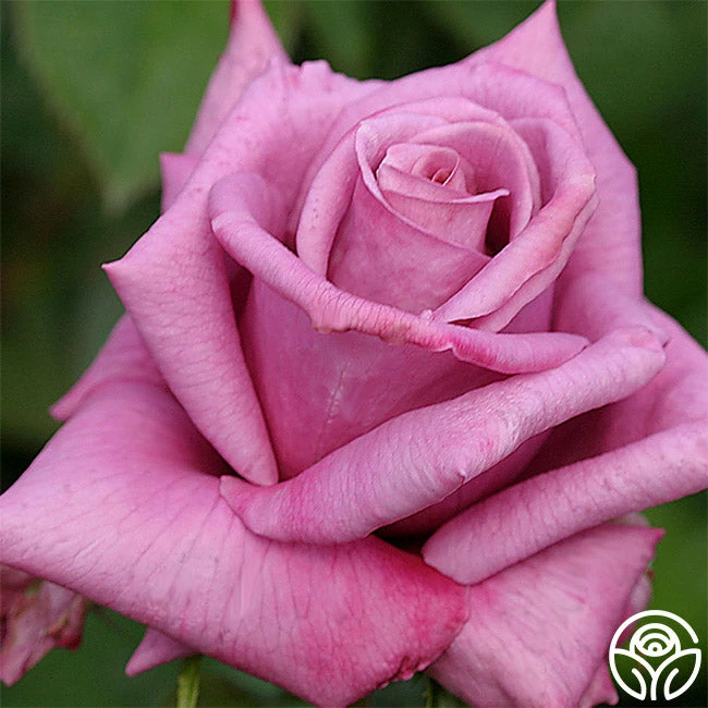 Moon Shadow™ 4 Moon Shadow™ - Image 2