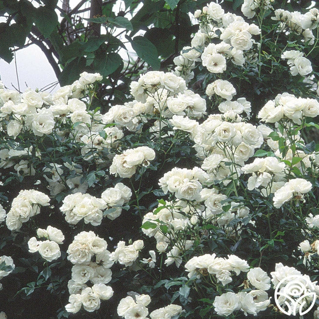 Moonlight 4 Moonlight - Image 2