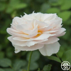 Moonlight In Paris™ -HEIRLOOM ROSES Sales moonlight in paris 3