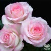 Moonstone™ -HEIRLOOM ROSES Sales moonstone 1 1 1
