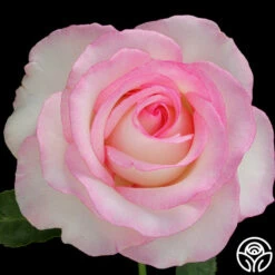 Moonstone™ -HEIRLOOM ROSES Sales moonstone 2 8