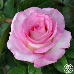 Moonstone™ -HEIRLOOM ROSES Sales moonstone 3 8