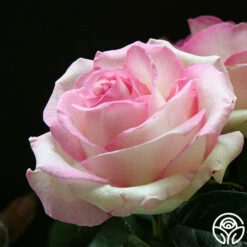 Moonstone™ -HEIRLOOM ROSES Sales moonstone 4 1