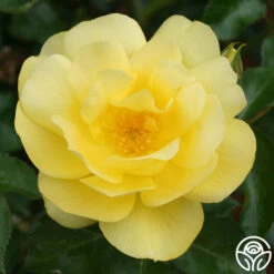 Morning Has Broken™