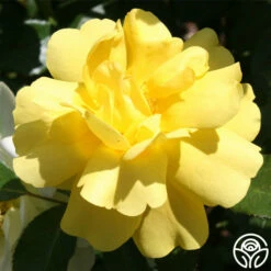 Morning Has Broken™ -HEIRLOOM ROSES Sales morning has broken 2 8