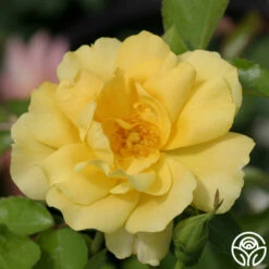 Morning Has Broken™ -HEIRLOOM ROSES Sales morning has broken 3 8