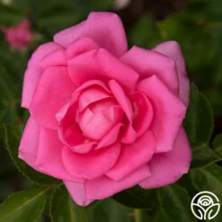 Morning Jewel® -HEIRLOOM ROSES Sales morning jewel 13