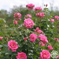 Morning Jewel® -HEIRLOOM ROSES Sales morning jewel 14