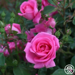 Morning Jewel® -HEIRLOOM ROSES Sales morning jewel 15 1