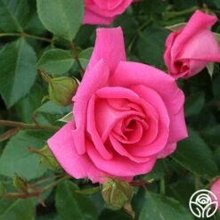 Morning Jewel® -HEIRLOOM ROSES Sales morning jewel 16