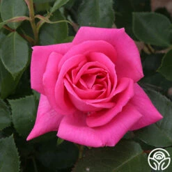 Morning Jewel® -HEIRLOOM ROSES Sales morning jewel 17