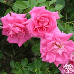 Morning Jewel® -HEIRLOOM ROSES Sales morning jewel 18