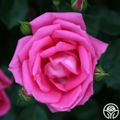 Morning Jewel® -HEIRLOOM ROSES Sales morning jewel 19