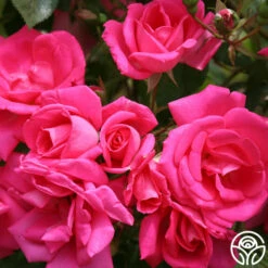 Morning Jewel® -HEIRLOOM ROSES Sales morning jewel logo 01