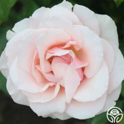 Mother Of Pearl® -HEIRLOOM ROSES Sales mother of pearl 1 9