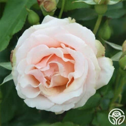Mother Of Pearl® -HEIRLOOM ROSES Sales mother of pearl 2 1 2