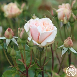 Mother Of Pearl® -HEIRLOOM ROSES Sales mother of pearl 3 9