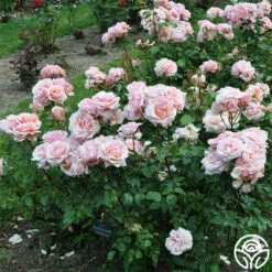 Front Page -HEIRLOOM ROSES Sales mother of pearl 4