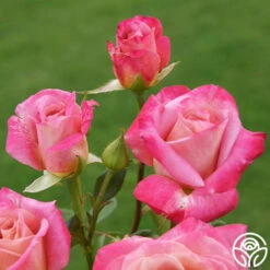 Muzi-Lucia -HEIRLOOM ROSES Sales muzi lucia 4