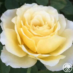 My Best Friend™ -HEIRLOOM ROSES Sales my best friend 1