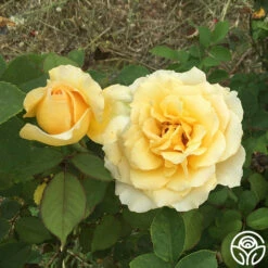 My Best Friend™ -HEIRLOOM ROSES Sales my best friend 4