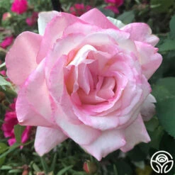 My Caroline™ 10 My Caroline™ -HEIRLOOM ROSES Sales my caroline 2 1