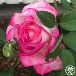 My Caroline™ 9 My Caroline™ -HEIRLOOM ROSES Sales my caroline 3 2