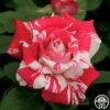 Neil Diamond 2 Neil Diamond -HEIRLOOM ROSES Sales neil diamond 2 8
