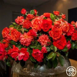 Nelson Mandela -HEIRLOOM ROSES Sales nelson mandela 2 1