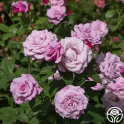 Neptune™ -HEIRLOOM ROSES Sales neptune 1 1 1