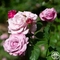 Neptune™ -HEIRLOOM ROSES Sales neptune 2 8