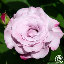 Neptune™ -HEIRLOOM ROSES Sales neptune 3 8