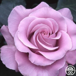 Neptune™ -HEIRLOOM ROSES Sales neptune 5 8
