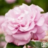 Neptune™ -HEIRLOOM ROSES Sales neptune 8