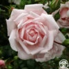 New Dawn™ -HEIRLOOM ROSES Sales new dawn 1 1