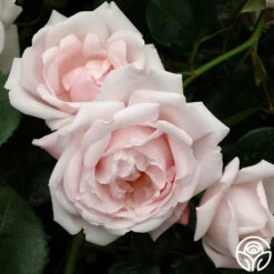 New Dawn™ -HEIRLOOM ROSES Sales new dawn 3 1