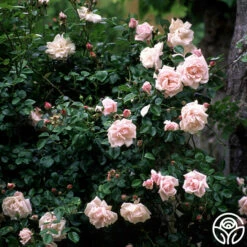 New Dawn™ -HEIRLOOM ROSES Sales new dawn 6 1