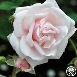 New Dawn™ -HEIRLOOM ROSES Sales new dawn 8