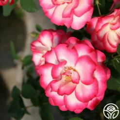 Nicole® -HEIRLOOM ROSES Sales nicole 4 1 1