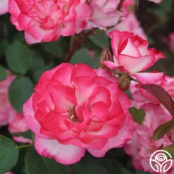 Nicole® -HEIRLOOM ROSES Sales nicole 5 5