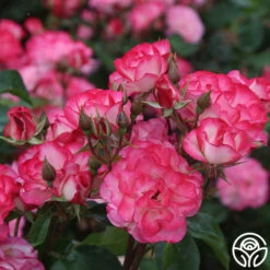 Nicole® -HEIRLOOM ROSES Sales nicole 7 1